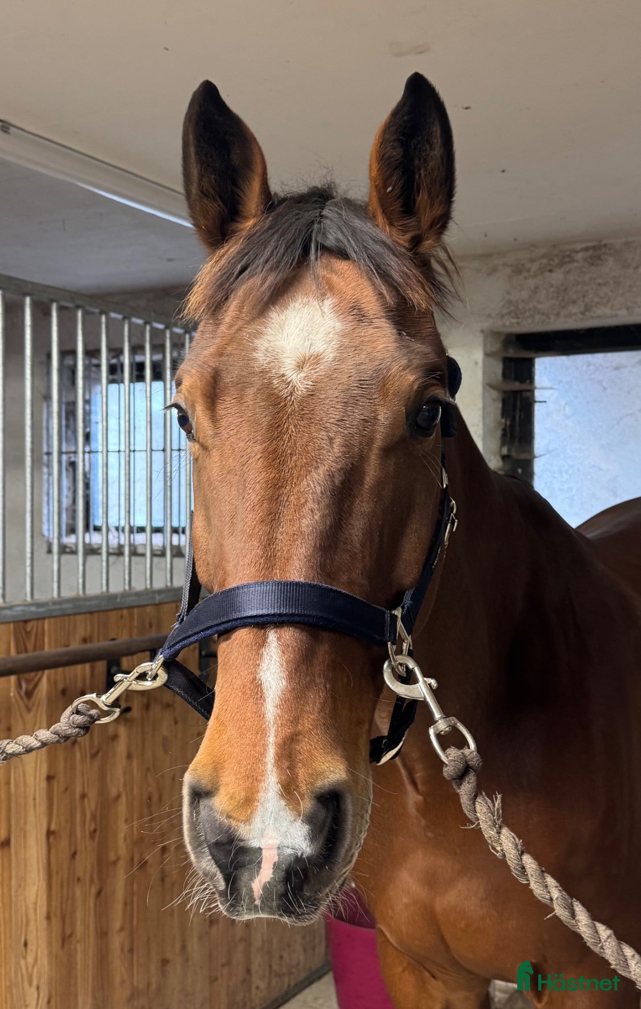 Hoppning hästar till salu: Tillfälle! 🌟 Mycket trevlig SWB hopphäst 🌟 - Annons 1