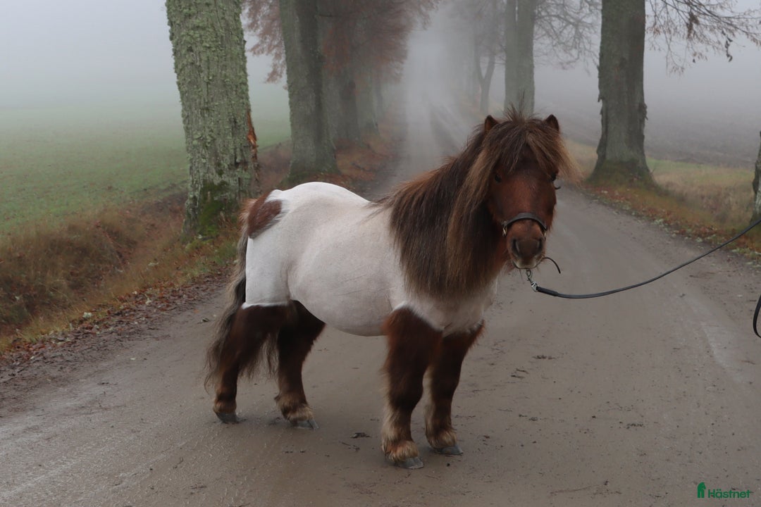 Allround hästar till salu: Inriden Shetlandsponny i Bettna - Annons 2