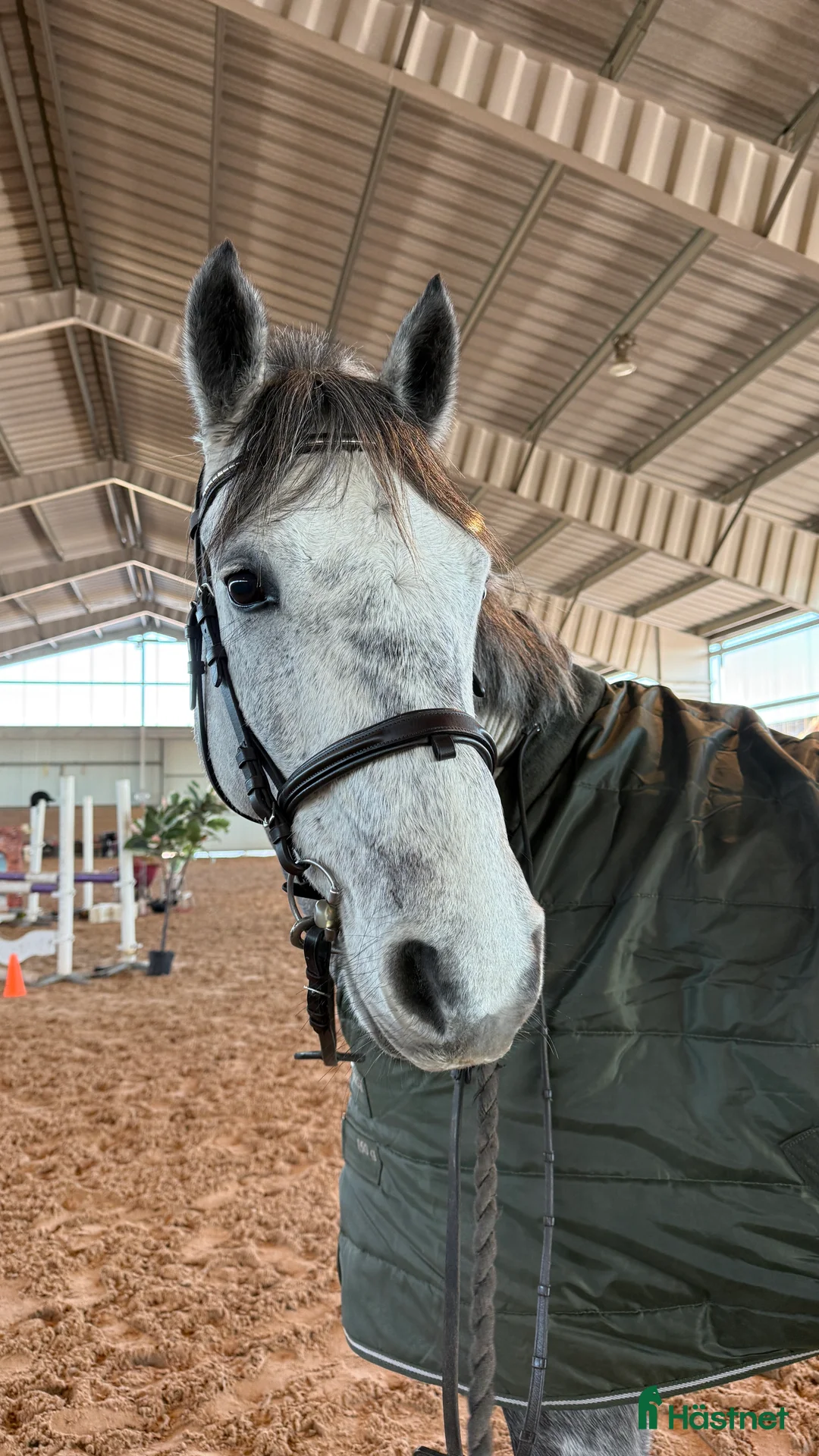 Hoppning hästar till salu: Kvalitetsponnyer och bästa vänner i Munka-ljungby - Annons 3