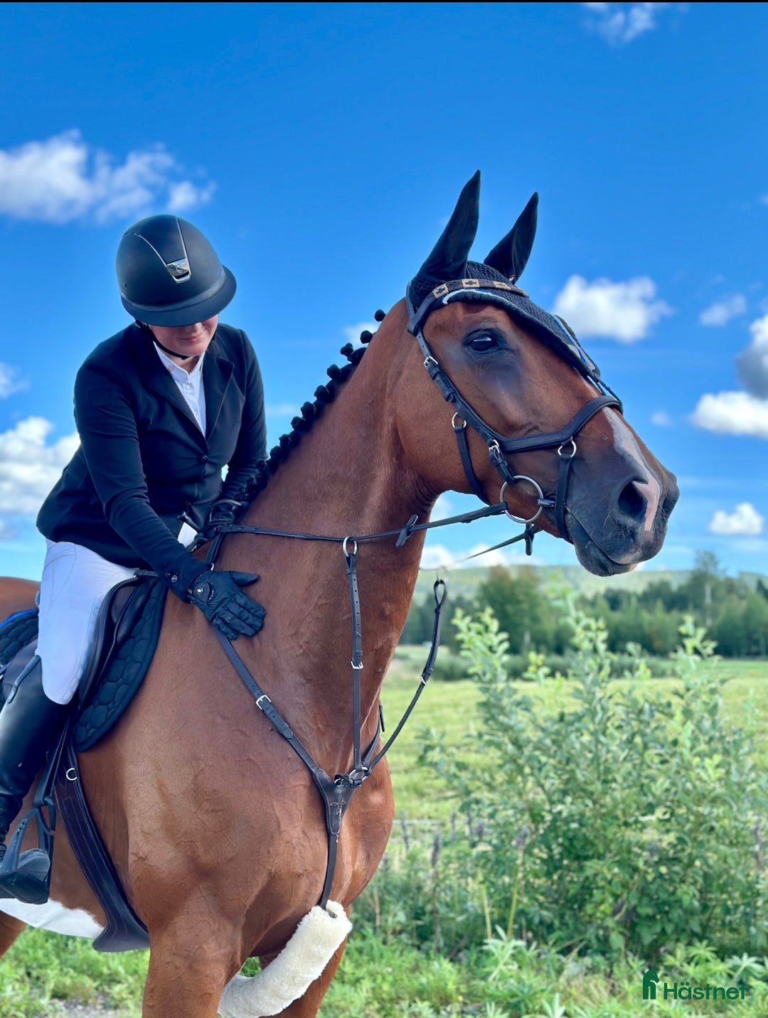 Hoppning hästar till salu: Hopp/fälttävlanshäst med allt man söker! 🌟 i Rättvik - Annons 1