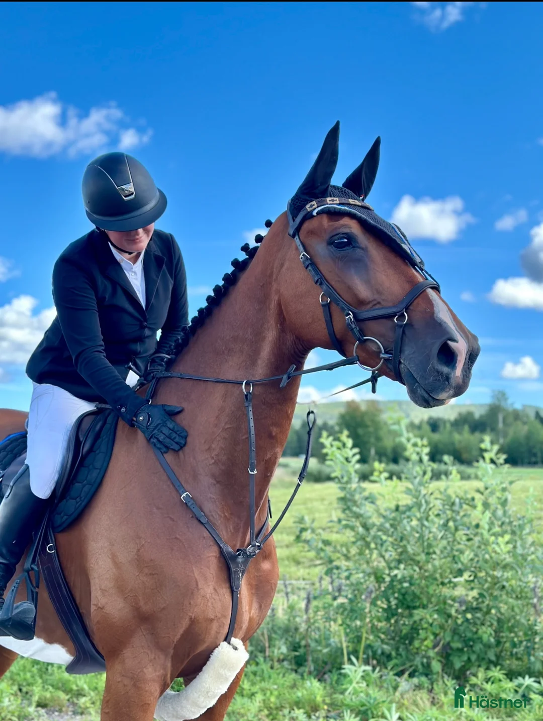 Hoppning hästar till salu: Hopp/fälttävlanshäst med allt man söker! 🌟 i Rättvik - Annons 1