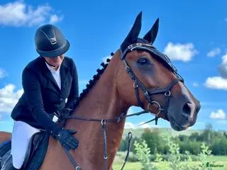 hästar Hopp/fälttävlanshäst med allt man söker! 🌟 i Rättvik - Annons 6