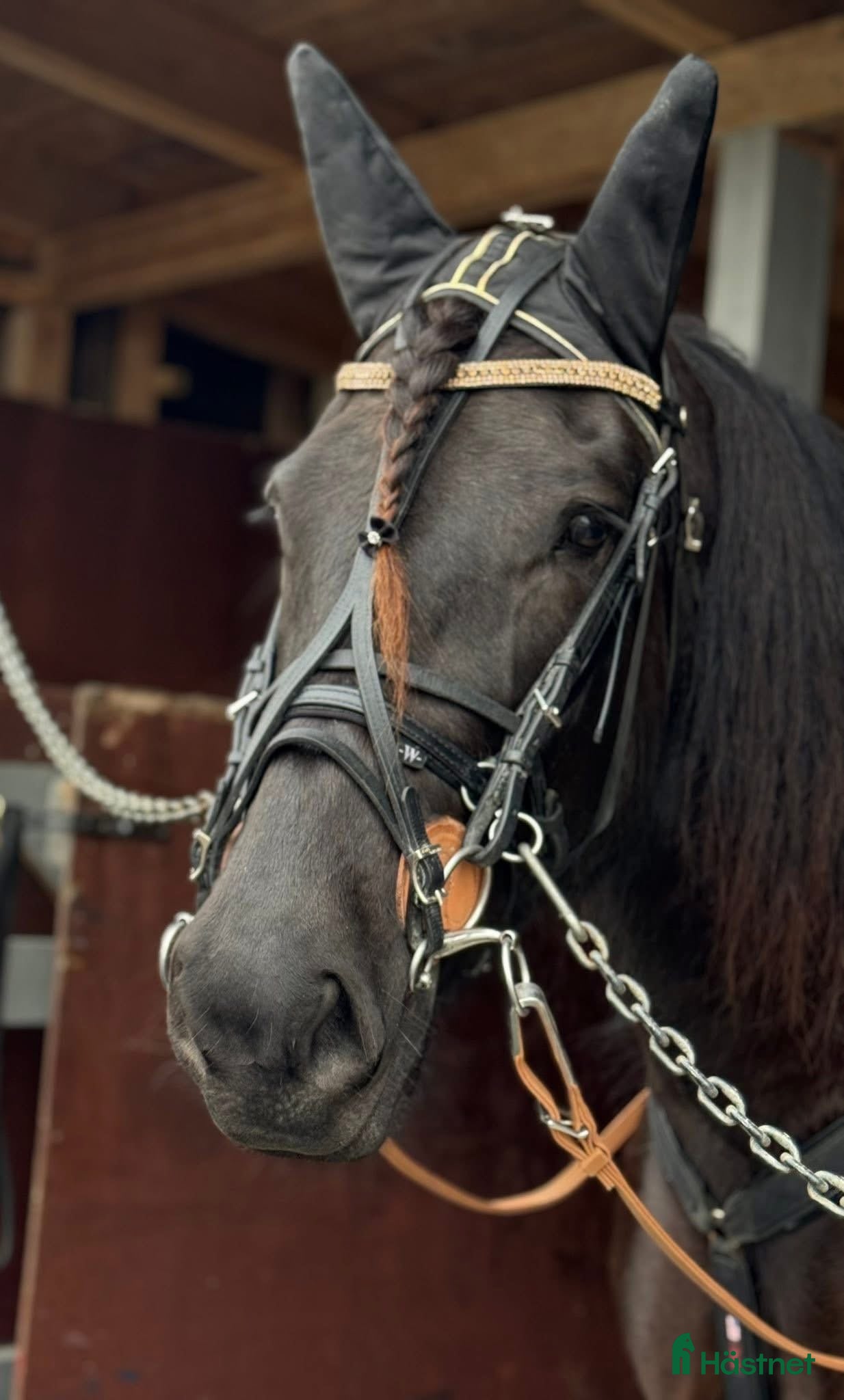  hästar Avlssto med utmärkt travstam till salu. - Annons 13