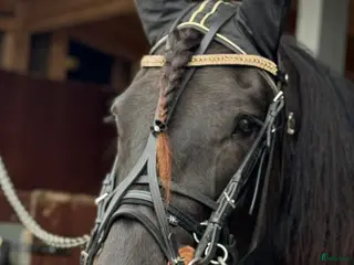 hästar Avlssto med utmärkt travstam till salu. - Annons 13