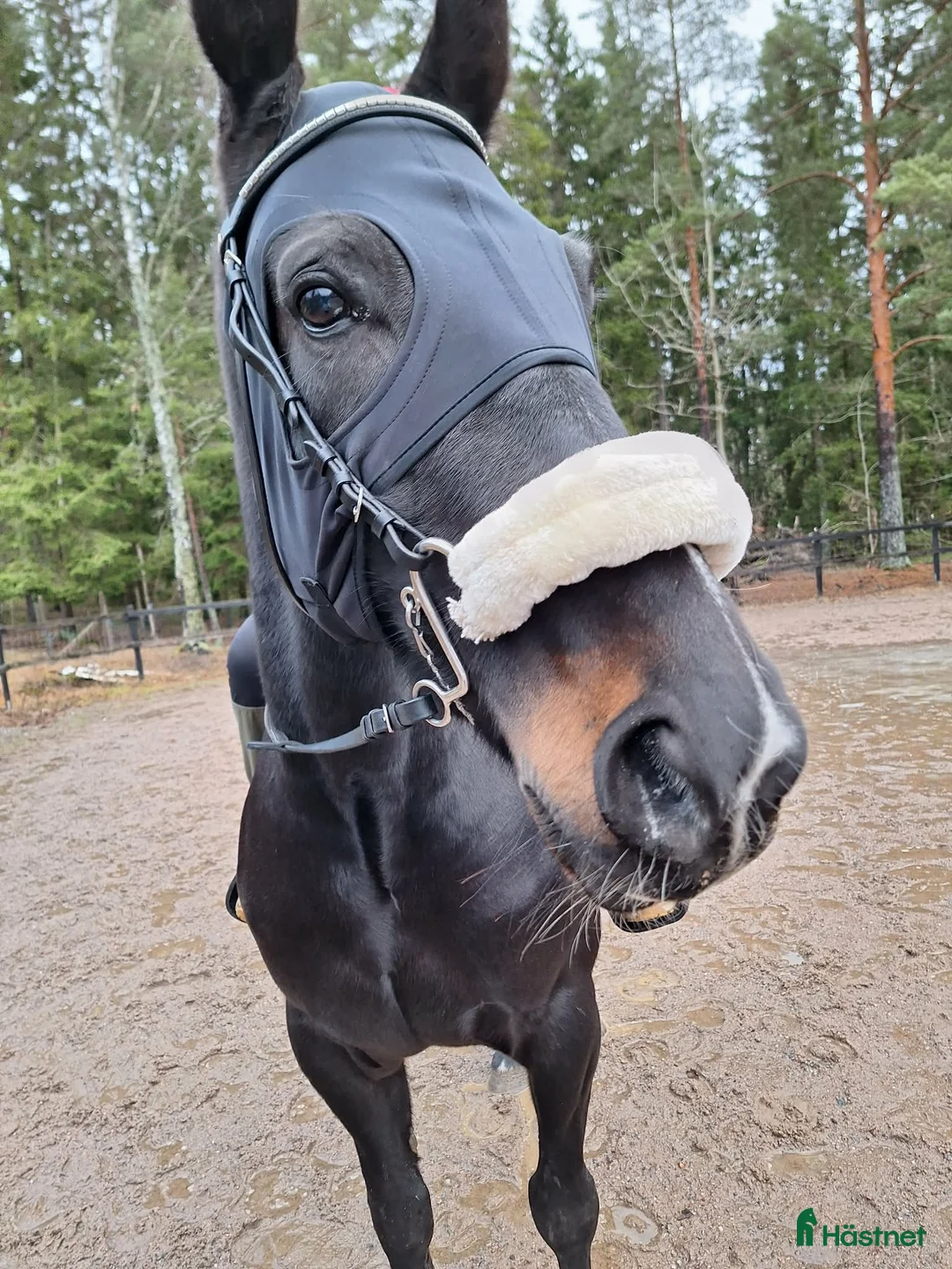 Allround hästar till salu: Världens finaste häst - Annons 2