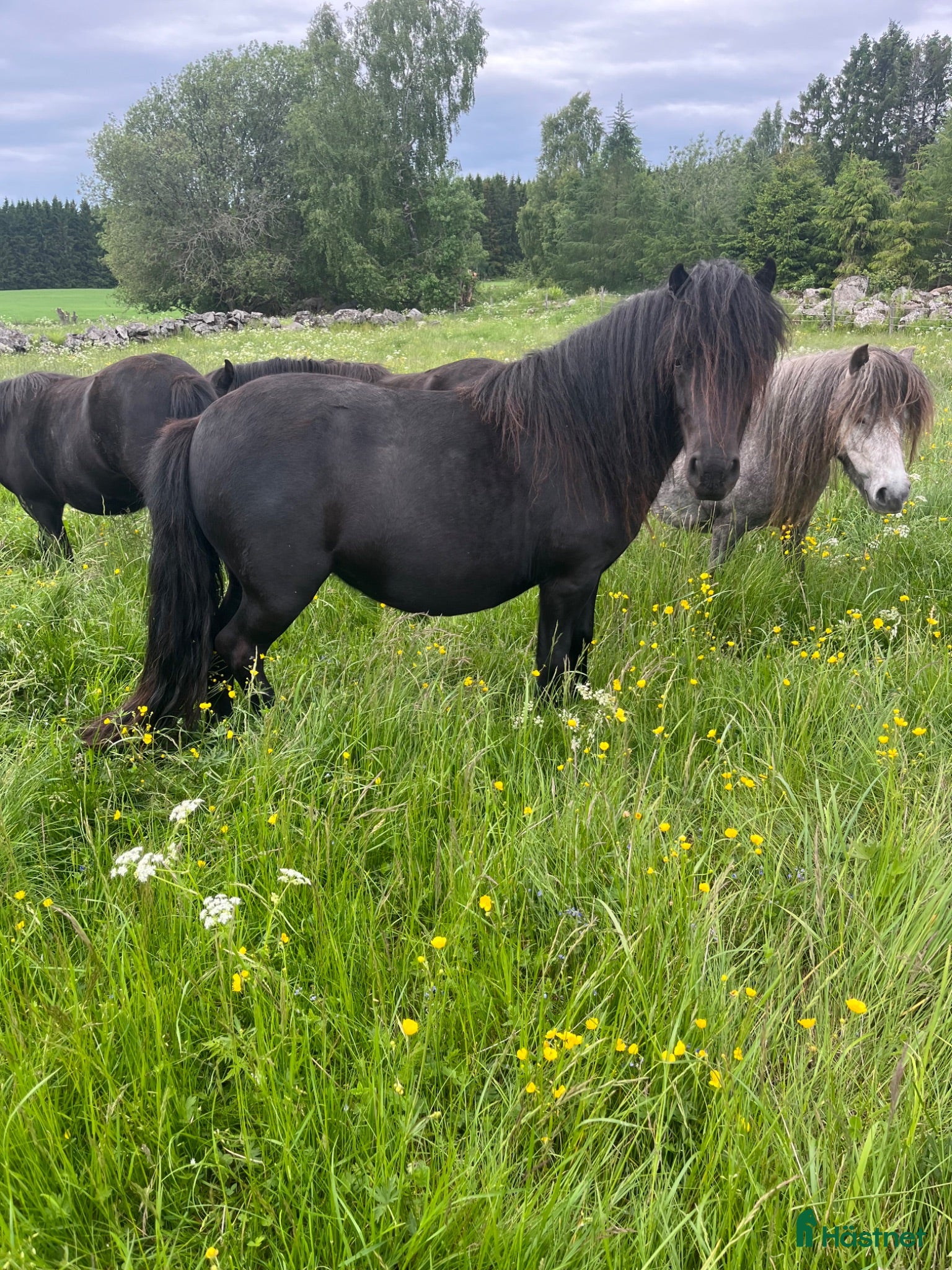  hästar Shetlandsponny sto - Annons 19