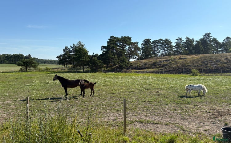  stallplats i Vikbolandet - Annons 9