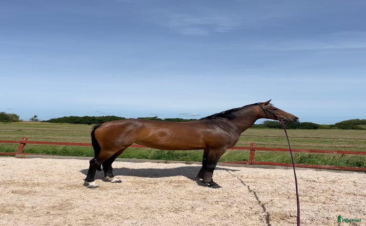  hästar SWB sto med guldkantad stam i Svalöv - Annons 14