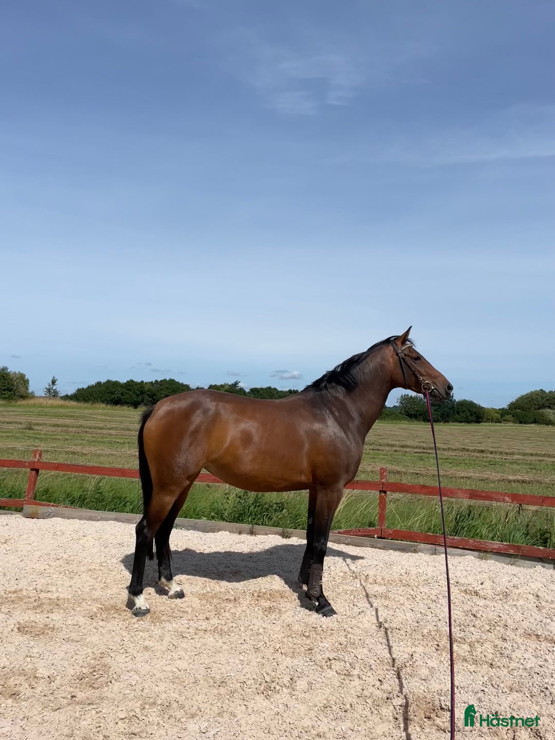 Hoppning hästar till salu: SWB sto med guldkantad stam i Svalöv - Annons 1