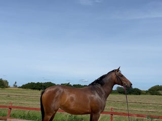 Hoppning hästar till salu: SWB sto med guldkantad stam i Svalöv - Annons 1