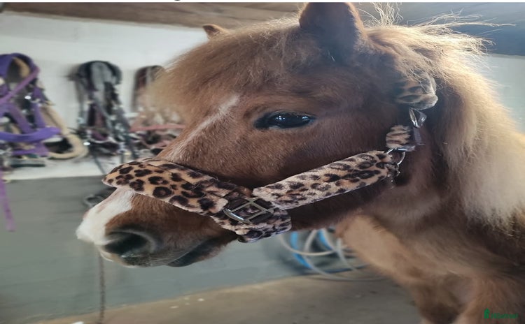  hästar i Hjärnarp - Annons 16