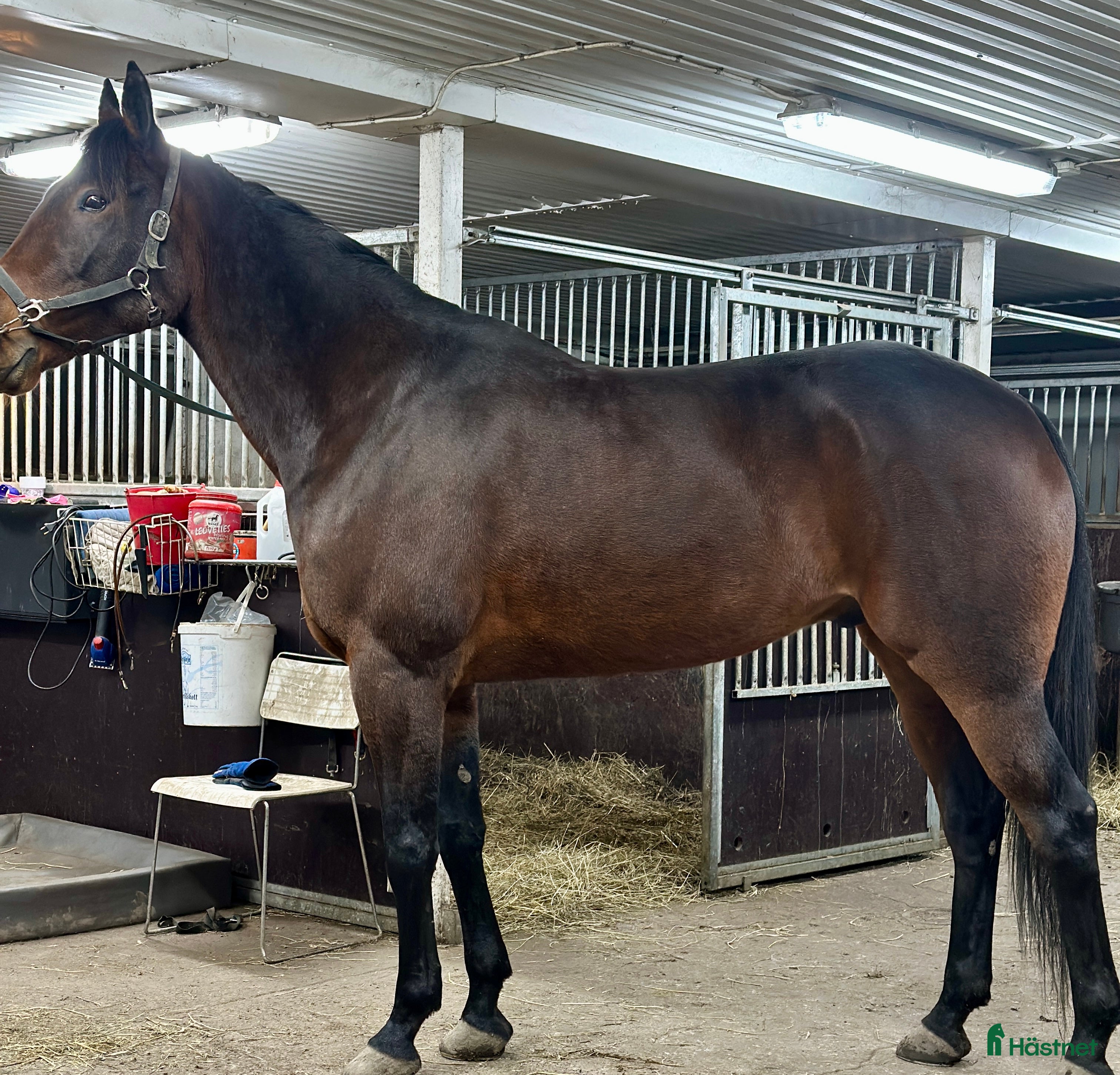  hästar Dexter Morgan  i Bollnäs - Annons 5