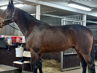 hästar Dexter Morgan i Bollnäs - Annons 5