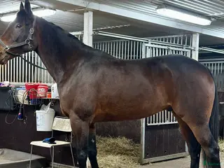 hästar Dexter Morgan - Annons 14