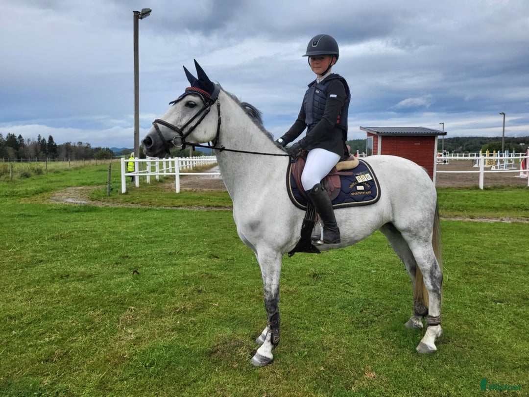 Hoppning hästar till salu: Kapabel D-ponny, kan ses på Grevagården v42! i Trollhättan - Annons 1