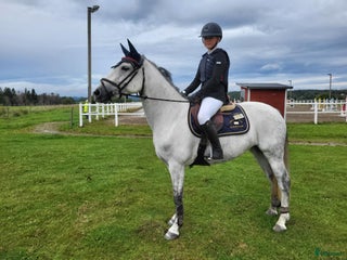 Hoppning hästar till salu i Trollhättan - Annons 1