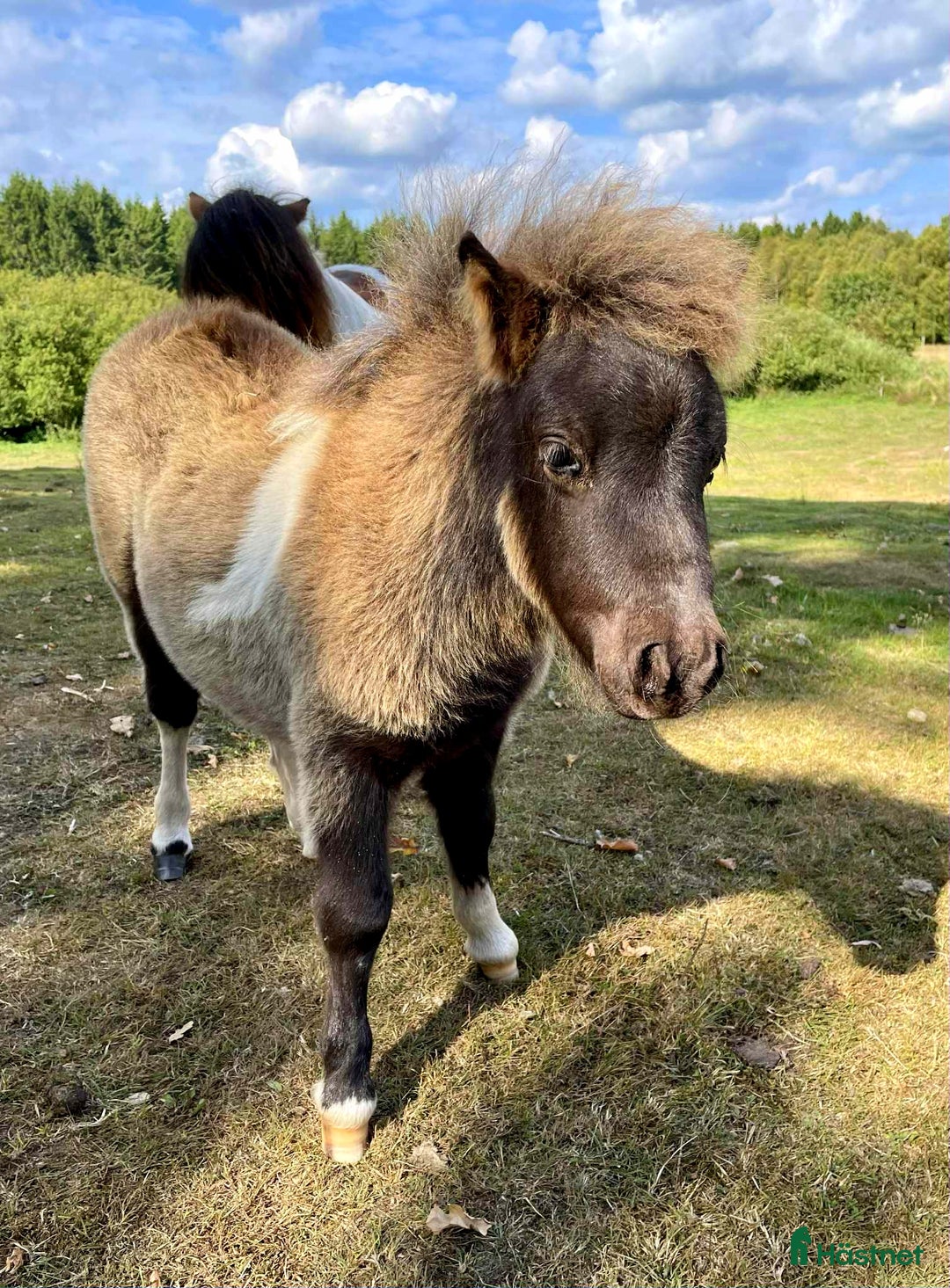 Allround hästar till salu: Bedårande minishetland i Hörby - Annons 6