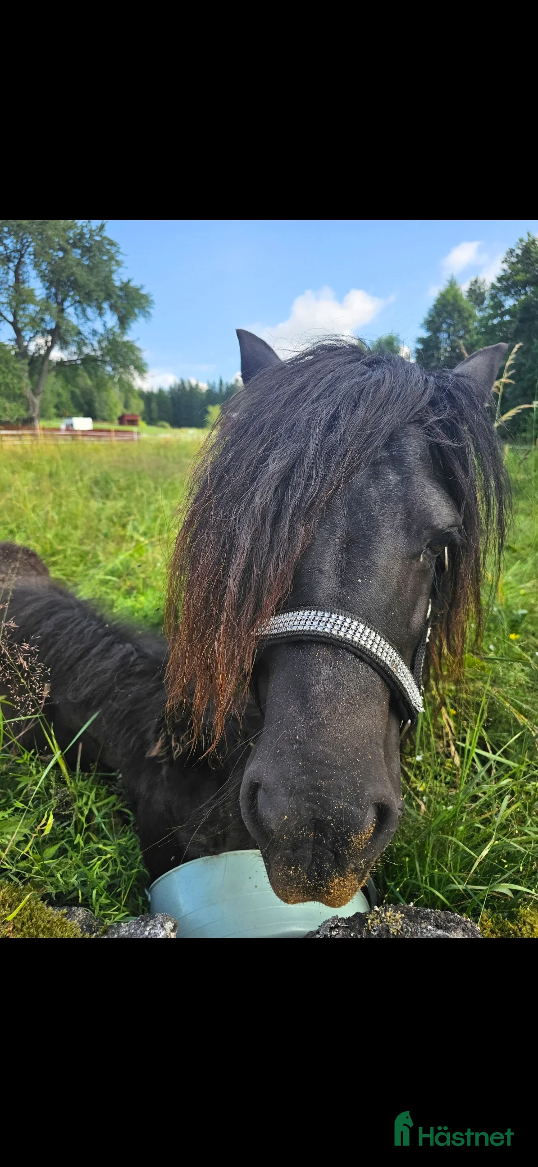 Allround hästar till salu: Dräktigt sto i Vetlanda - Annons 2