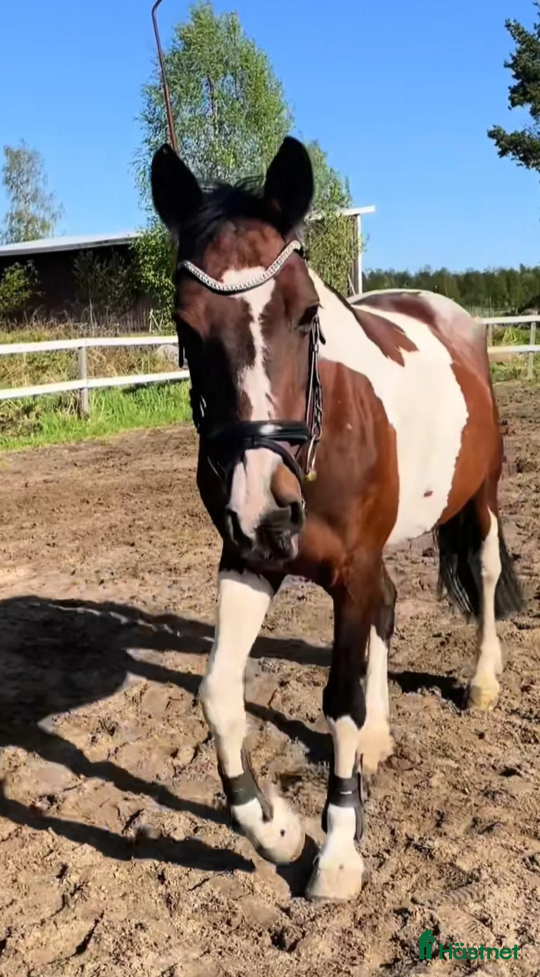 Sällskap hästar till salu: Sällskaps-/promenad-/projektponny - Annons 13