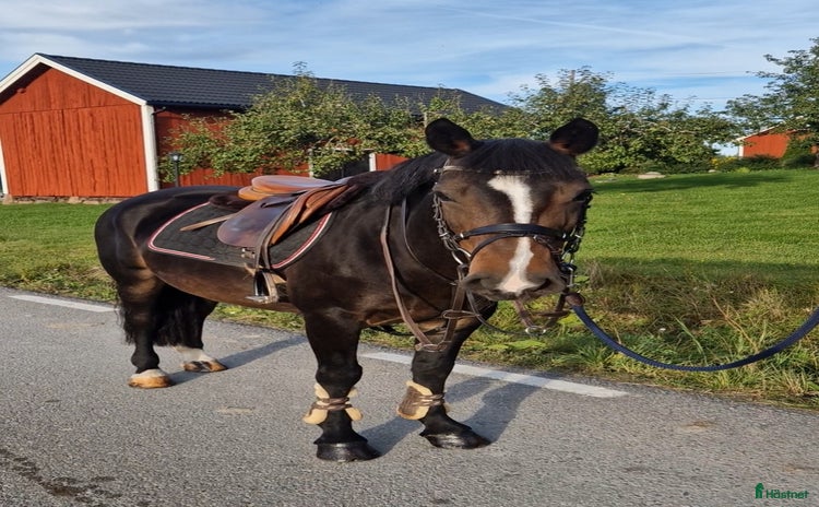  hästar i Köping - Annons 4