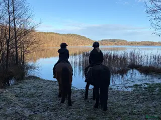 hästar AKUT🐴 - Annons 10