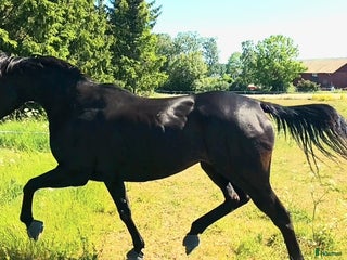 hästar Vackert välstammat sto till ridning eller avel - Annons 1