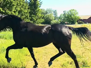 Allround hästar till salu: Vackert välstammat sto till ridning eller avel - Annons 1