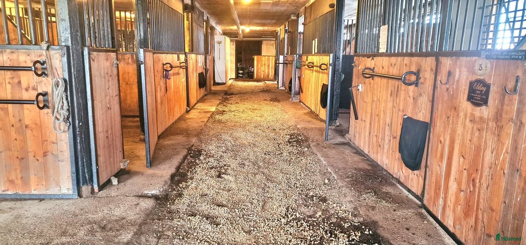  hästgårdar till salu: Hästgård avvecklas. Allt säljes förmånligt. i Grödinge - Annons 2