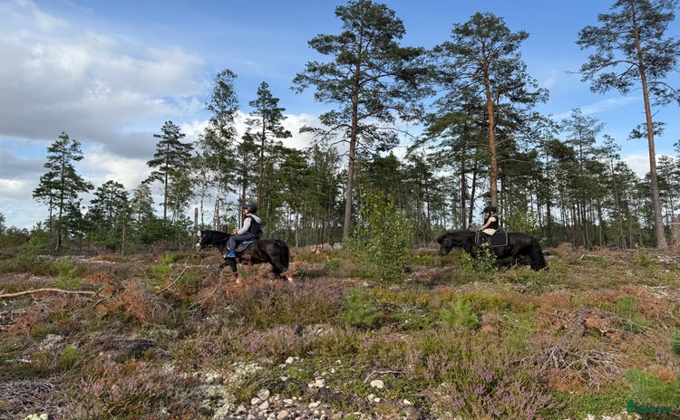  hästar i Vingåker - Annons 18