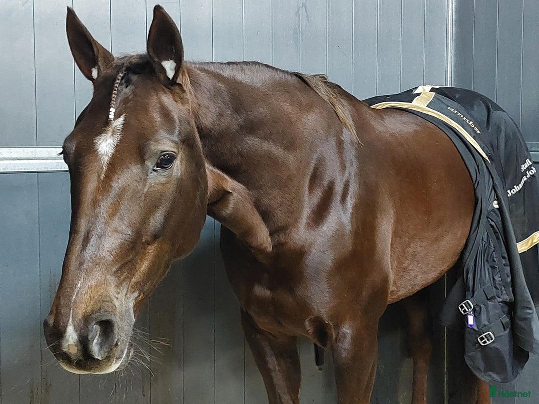 Trav hästar till salu: Läromästare/tävlingshäst.  i Fågelmara - Annons 1