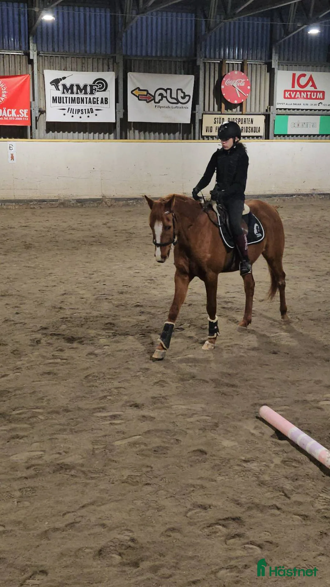 Allround hästar sökes: Söker Medryttarhäst  - Annons 1