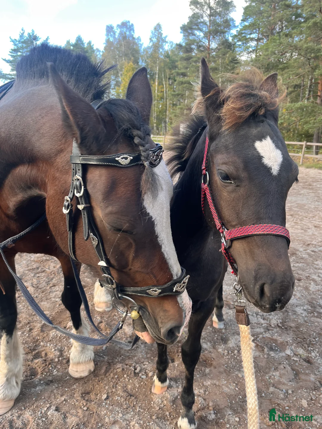  medryttarhäst finnes: Meriterat sto, medryttare för igångsättning - Annons 2