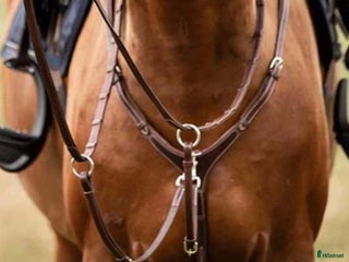 Sadeltillbehör hästutrustning till salu: Martingal m förbygel i Landskrona - Annons 22