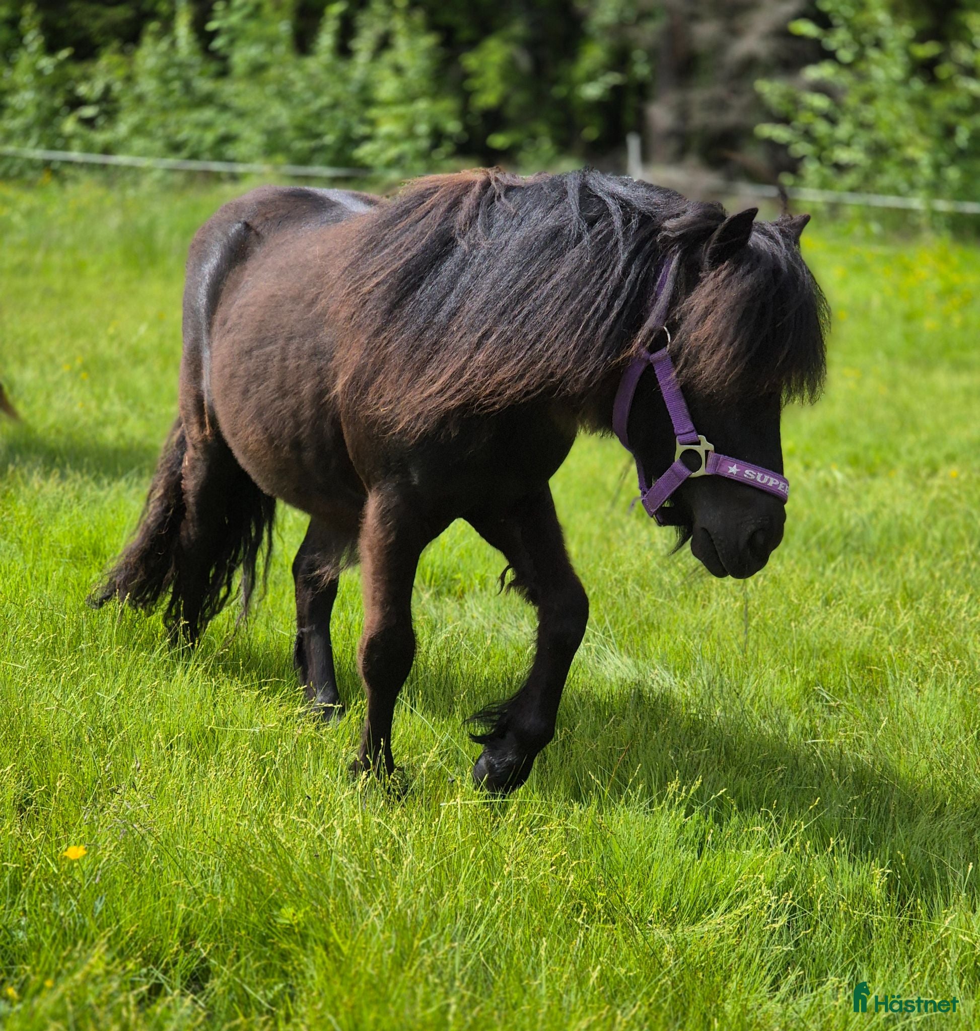  hästar Vackert 1årigt shetlandssto - Annons 1