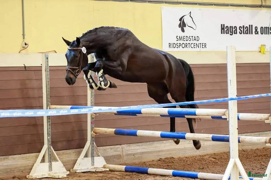Dressyr hästar till salu: 8-årig allroundtalang - Annons 3