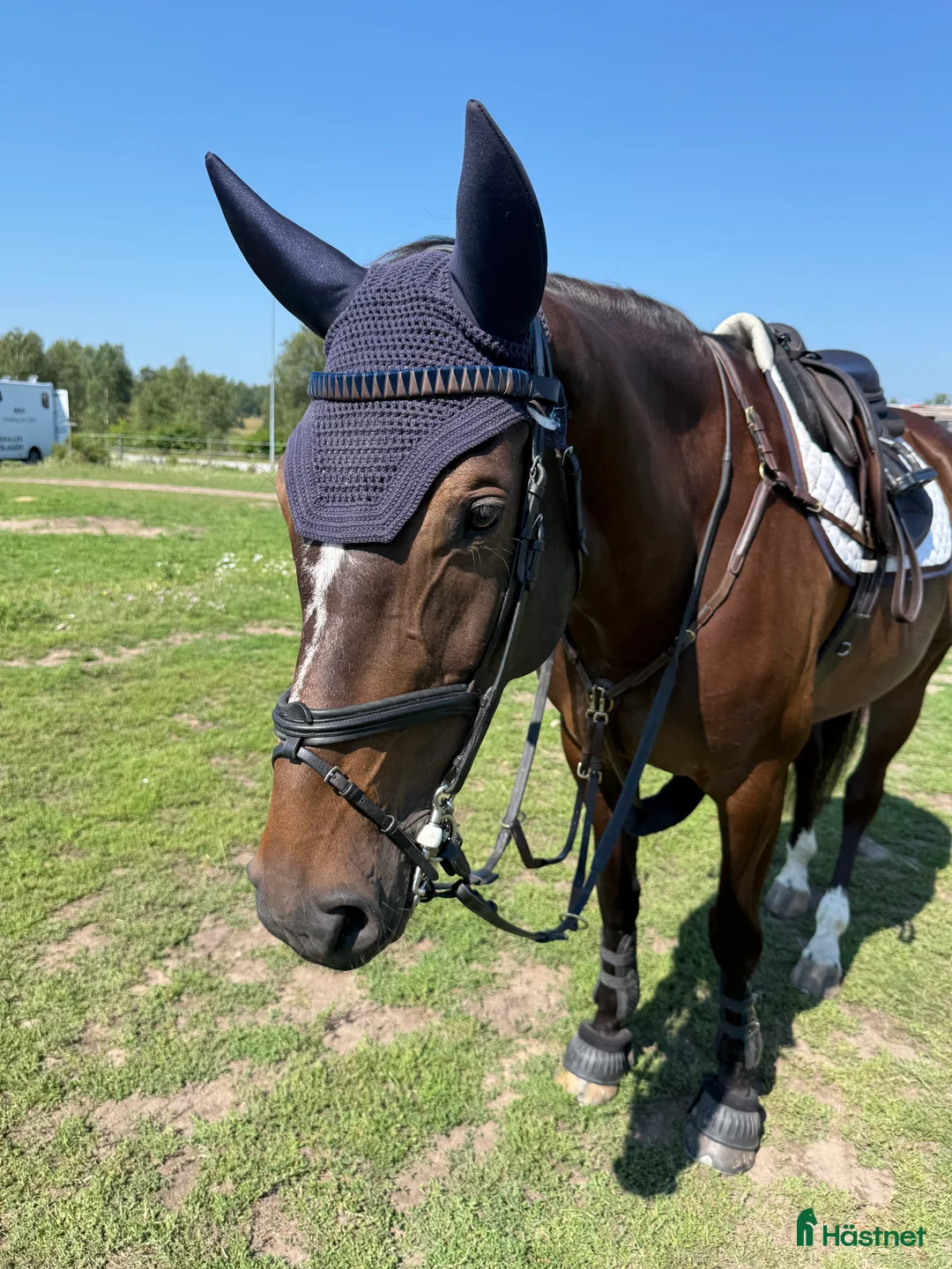 Hoppning hästar till salu: Tuff tjej i lyxförpackning  i Rimforsa - Annons 3