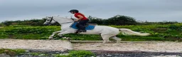 Allround hästar till salu: Gorgeous Connemara gelding - Annons 1