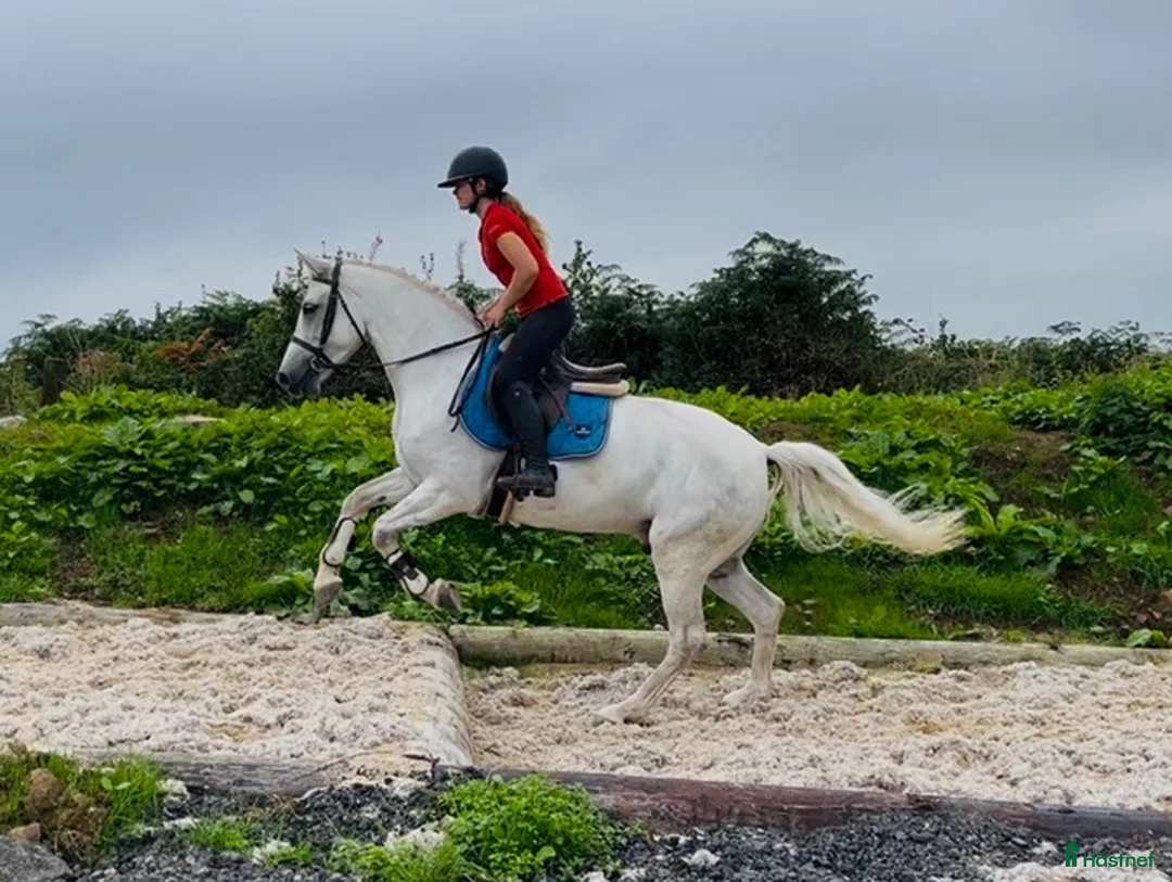 Allround hästar till salu: Gorgeous Connemara gelding - Annons 1