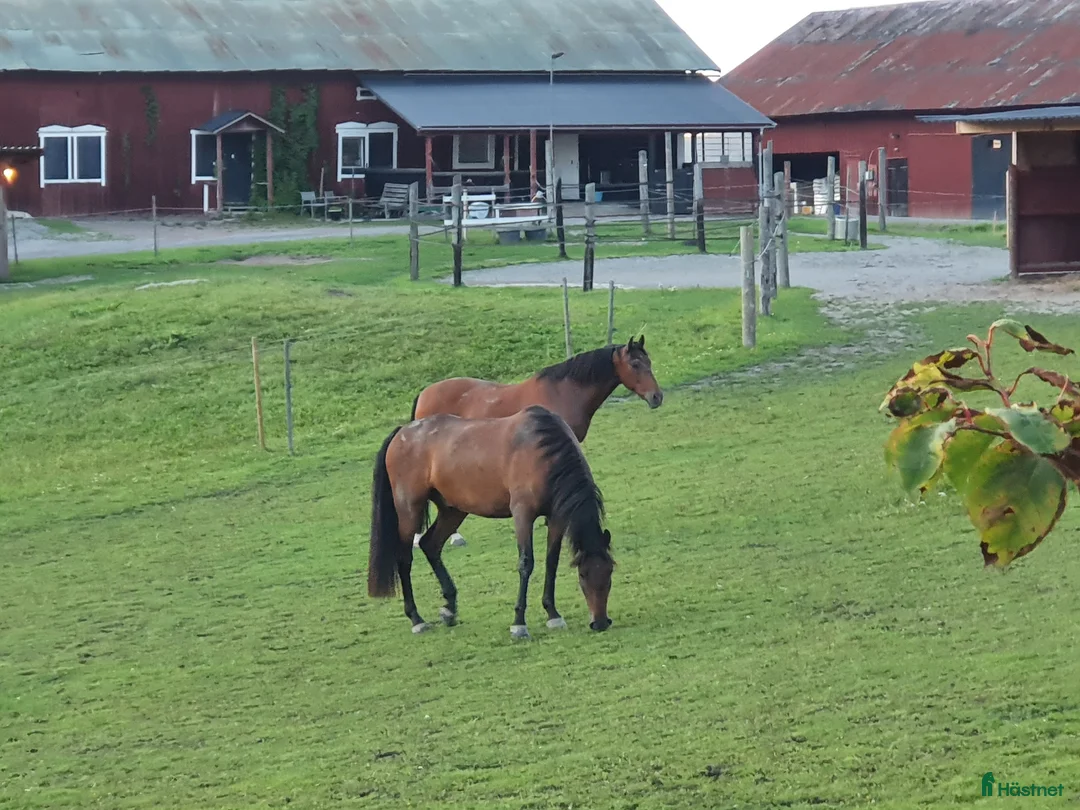  stallplats finnes: Lediga platser på Ytterstene Gård i Vagnhärad - Annons 6