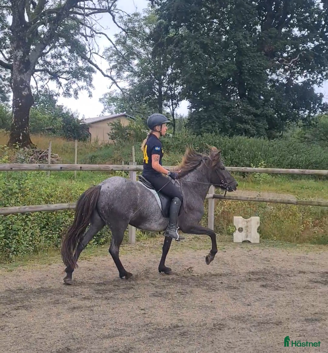 Island hästar till salu: Nytt hem sökes till snäll och go islandshäst i Bollebygd - Annons 3