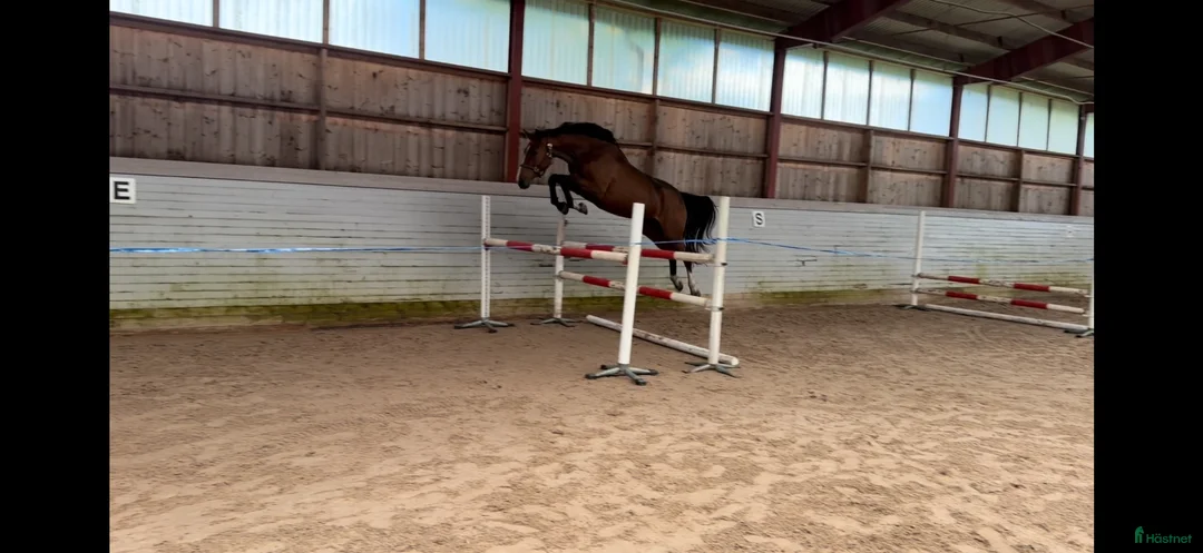 Hoppning hästar till salu: Lovande 3 åring - Annons 1
