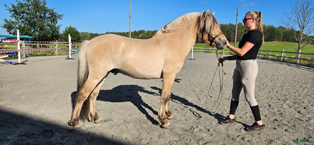 Allround hästar till salu: Lothar, världens bästa häst ♡ i Söderköping - Annons 2