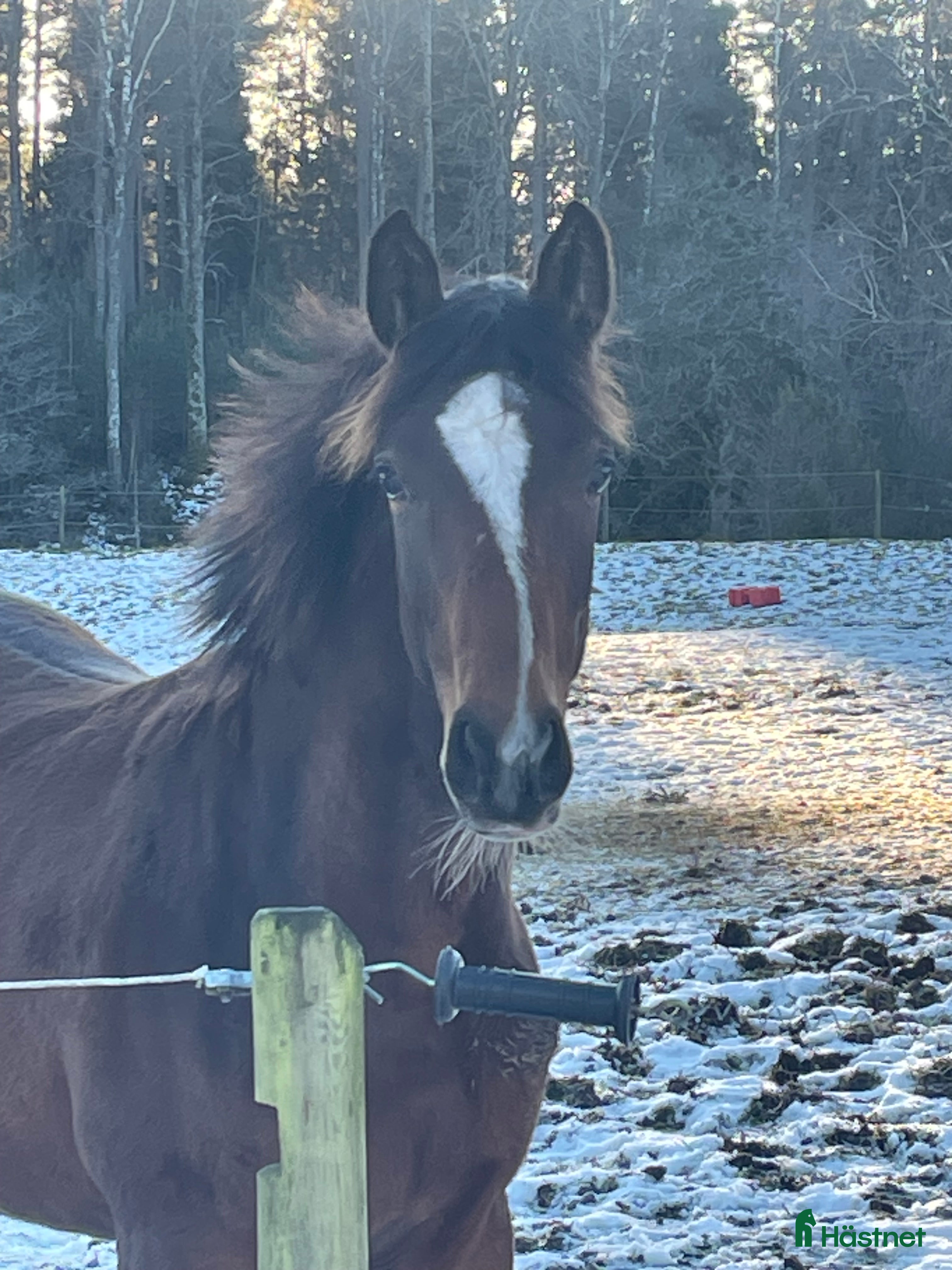  hästar Golden cross stoföl e Favorit Ask   i Hjo - Annons 13