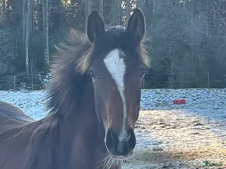 hästar Golden cross stoföl e Favorit Ask i Hjo - Annons 13
