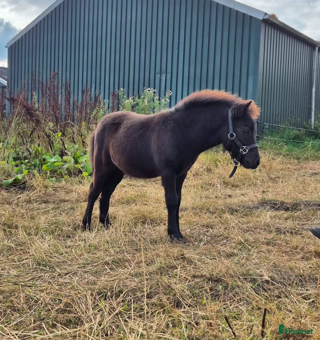 Sällskap hästar till salu: Bedårande shetlandsponny - Annons 2