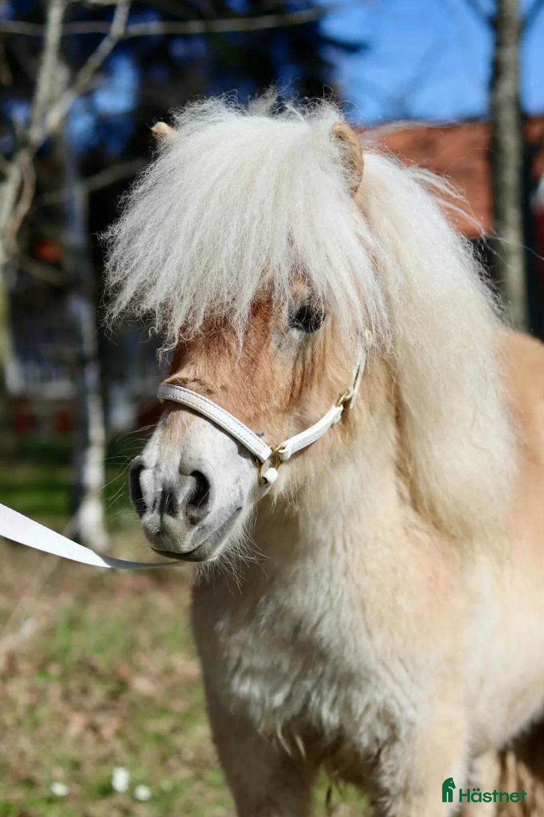 Allround hästar till salu: Jättegulligt litet sto - Annons 4