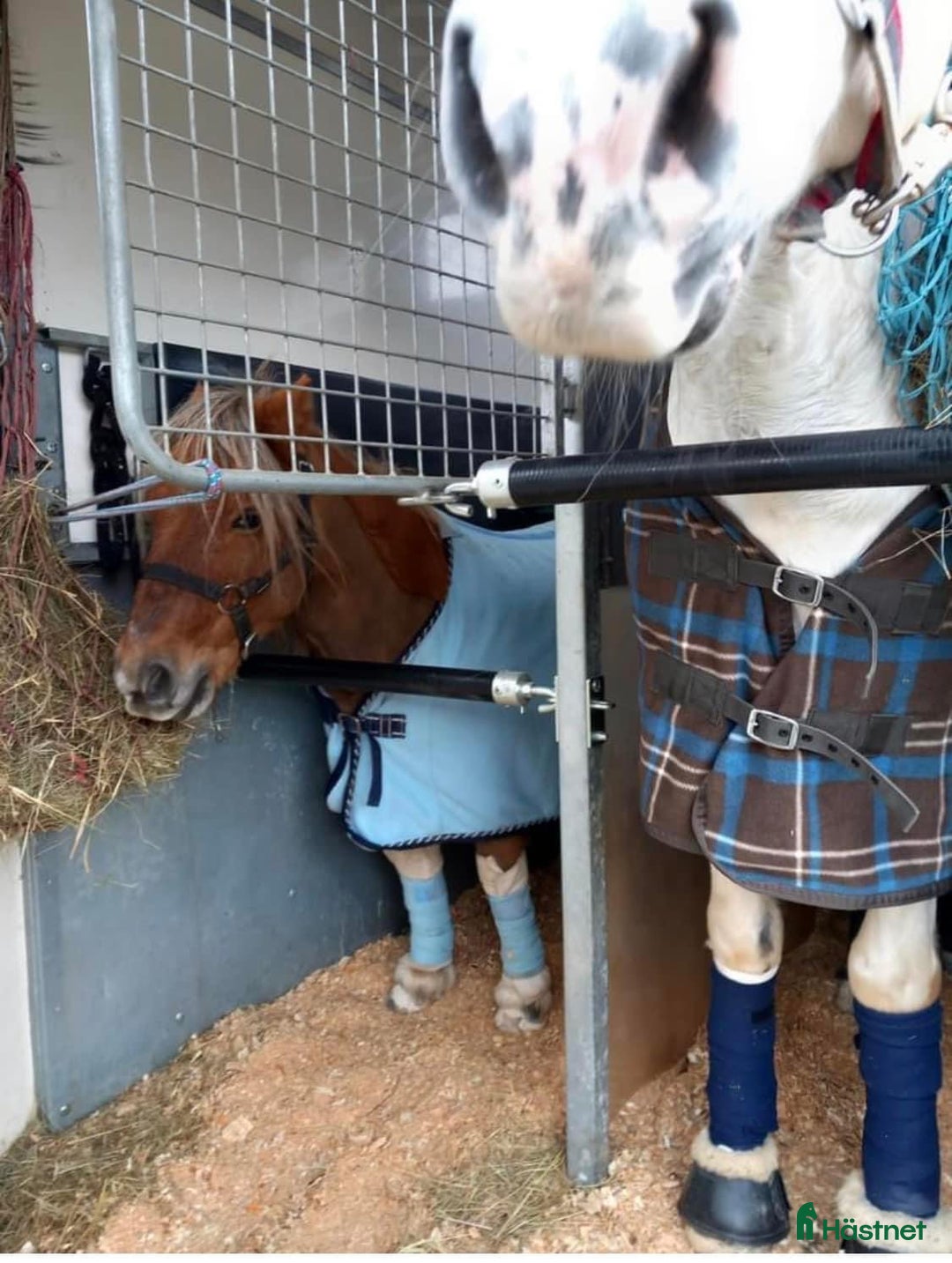 Hästtransporter  fordon & transport till salu: Fautras Provan med AidSystem-öppna/stäng framifrån i Kvicksund - Annons 20