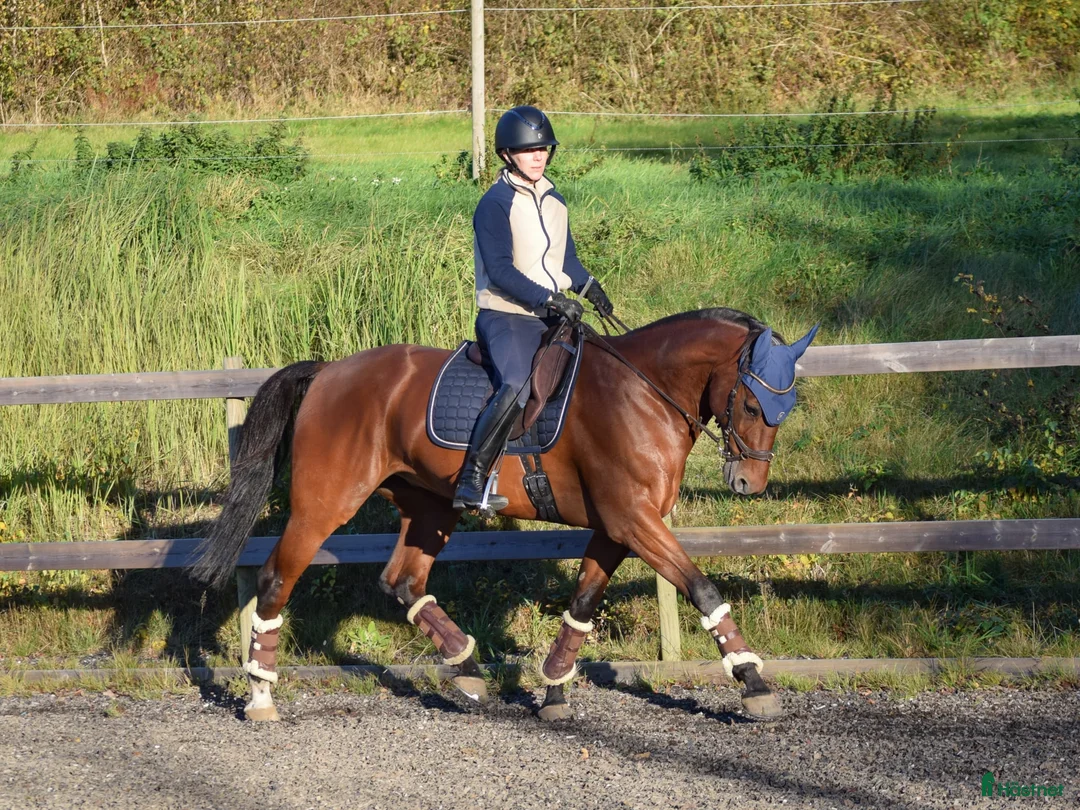Övrigt hästar till salu: *Tingad* Trevlig allroundhäst - Annons 2