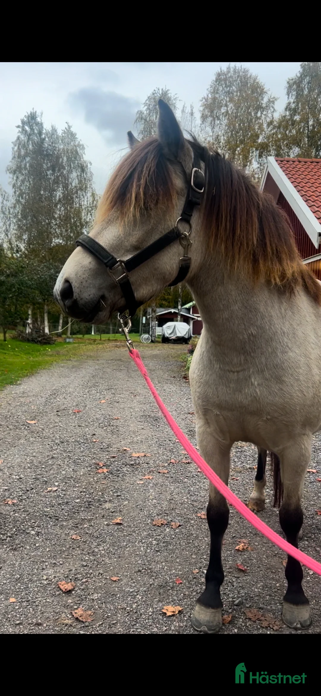 Trav hästar till salu: 5-årigt diplomsto med travstam - Annons 7