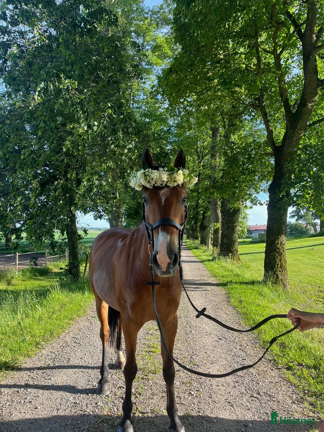 Allround hästar till salu: Totte - Annons 1